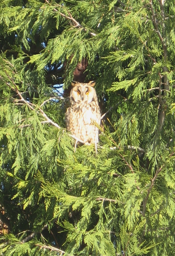 Steindl - Kautz im Baum