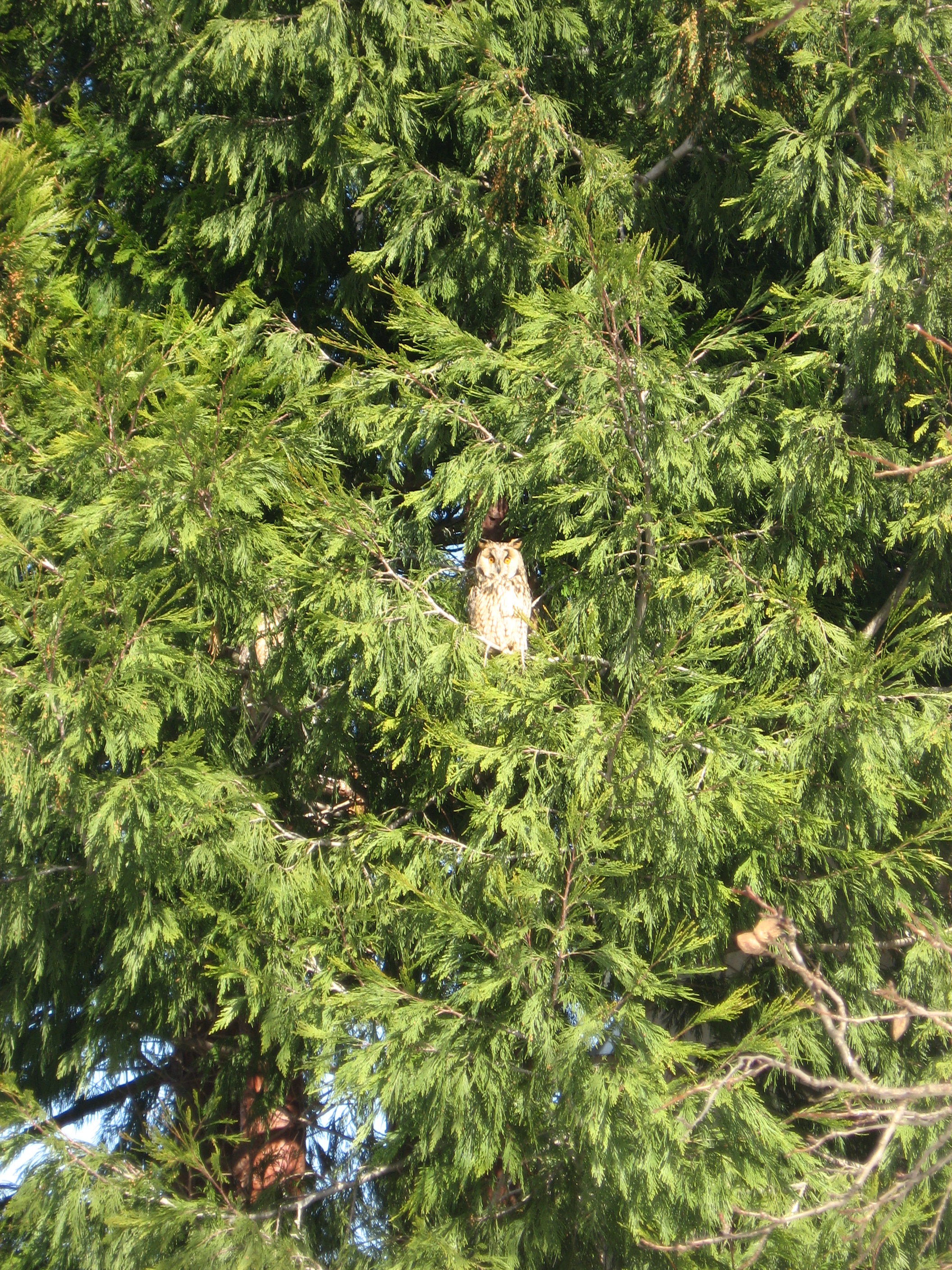 Steindl - Kauz im Baum fern
