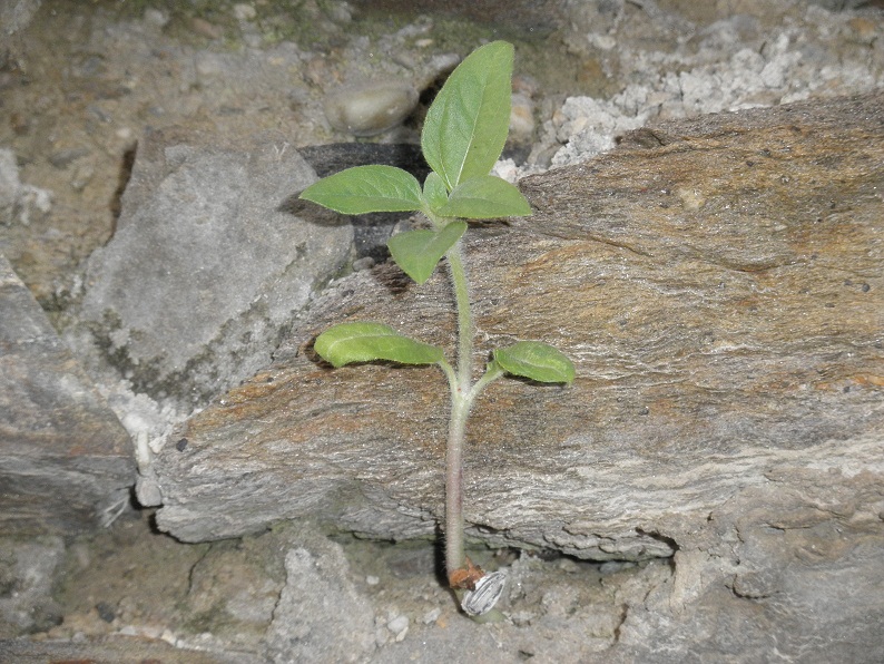 P5110056