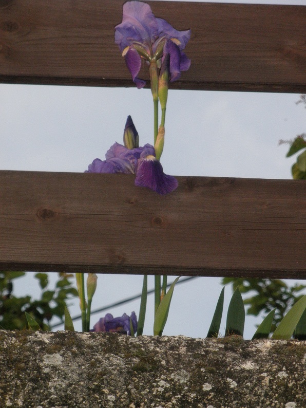 P5110057