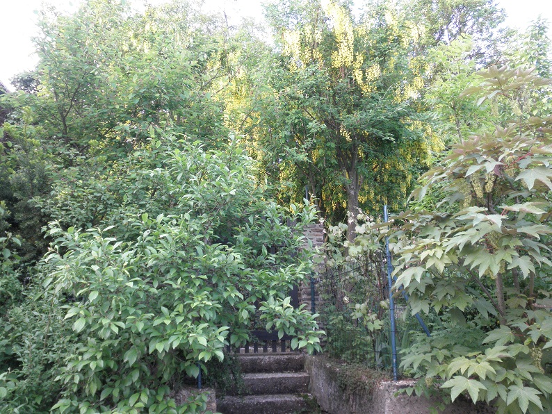 P5110061