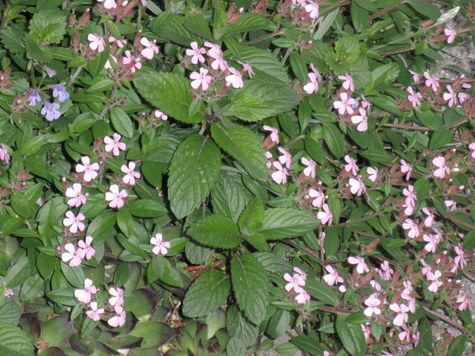 P5110069